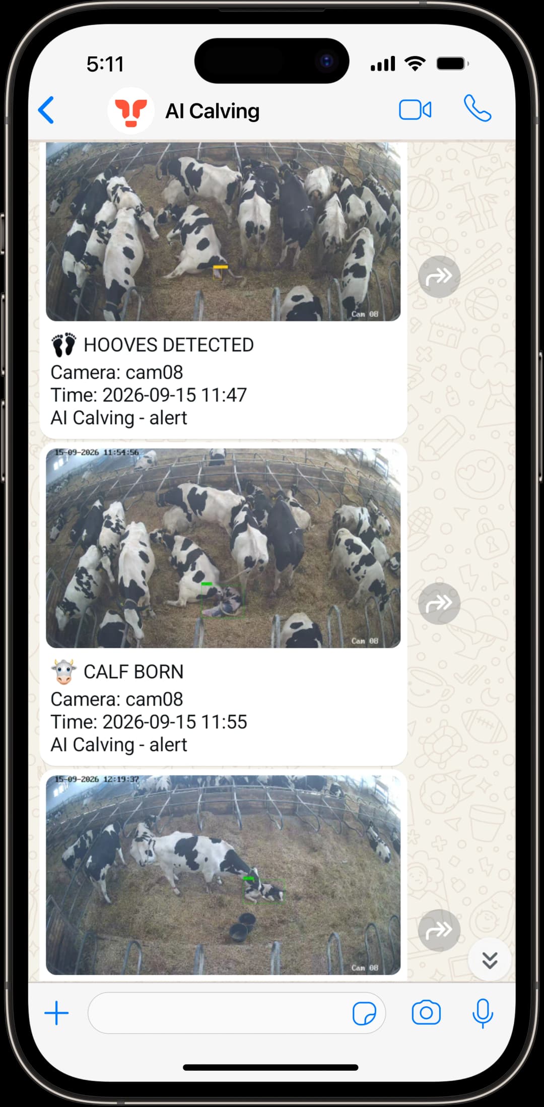 WhatsApp calving alert notification on phone